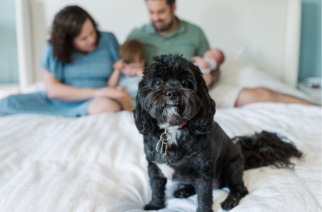 Dog sitting on bed with family behind her by newborn photographer york pa