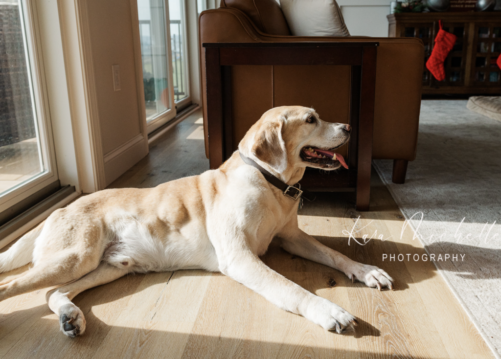 Dog laying on the floor during at home lifestyle session by photographer york pa