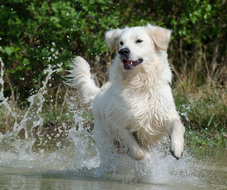 Golden retriever splashing in the creek during a dog mini session in York, PA