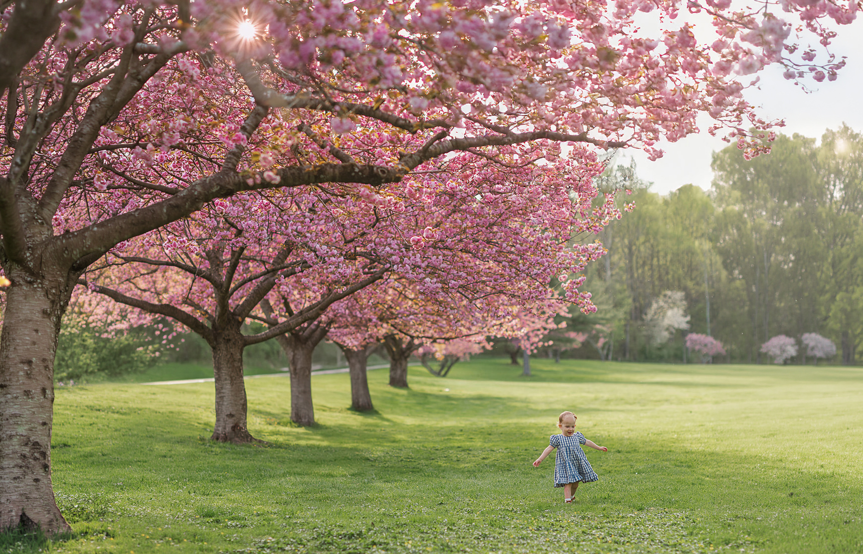 child running through cherry blossoms during spring mini session at Long’s Park Lancaster PA